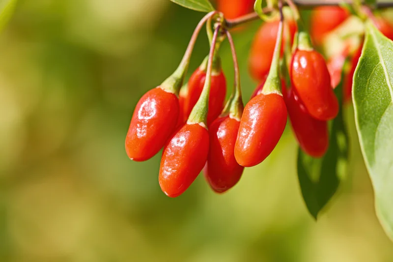 Cluster of ripe goji berries hanging from a thin branch with green leaves in sunlight