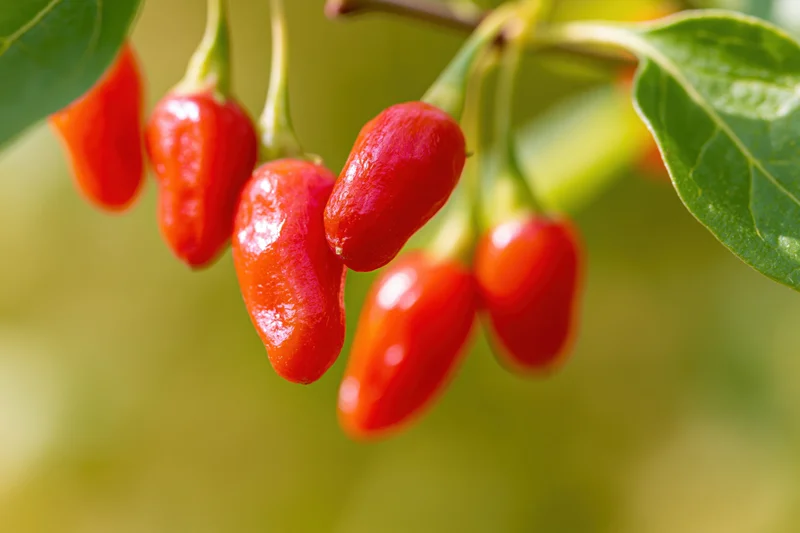 Cluster of ripe red goji berries hanging from a thin branch with green leaves in sunlight