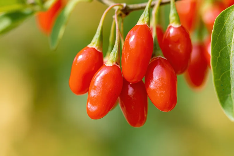 Cluster of ripe red goji berries hanging from a thin branch with green leaves in a garden setting