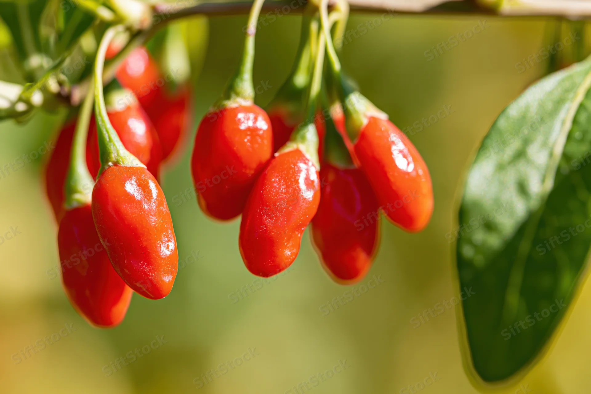 Ripe goji berries hanging in a cluster from a thin branch with green leaves in sunlight