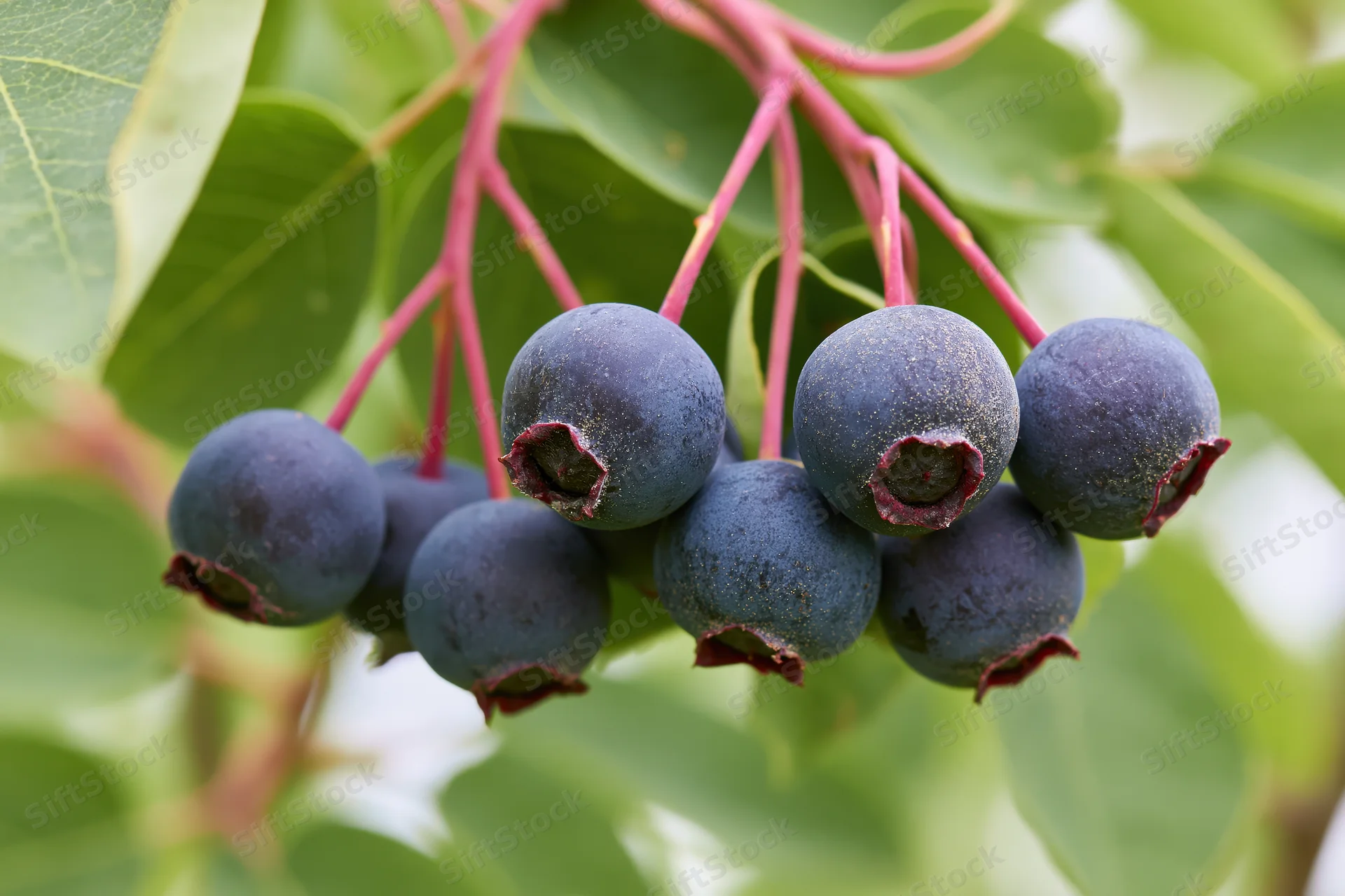 Cluster of ripe saskatoon berries hanging from a branch with green leaves and red stems in a garden setting