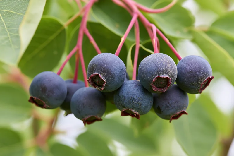 Cluster of ripe saskatoon berries hanging from a branch with green leaves and red stems in a garden setting