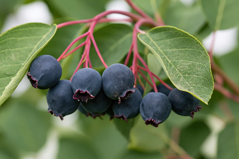 Cluster of ripe saskatoon serviceberries hanging from a branch with green leaves and red stems