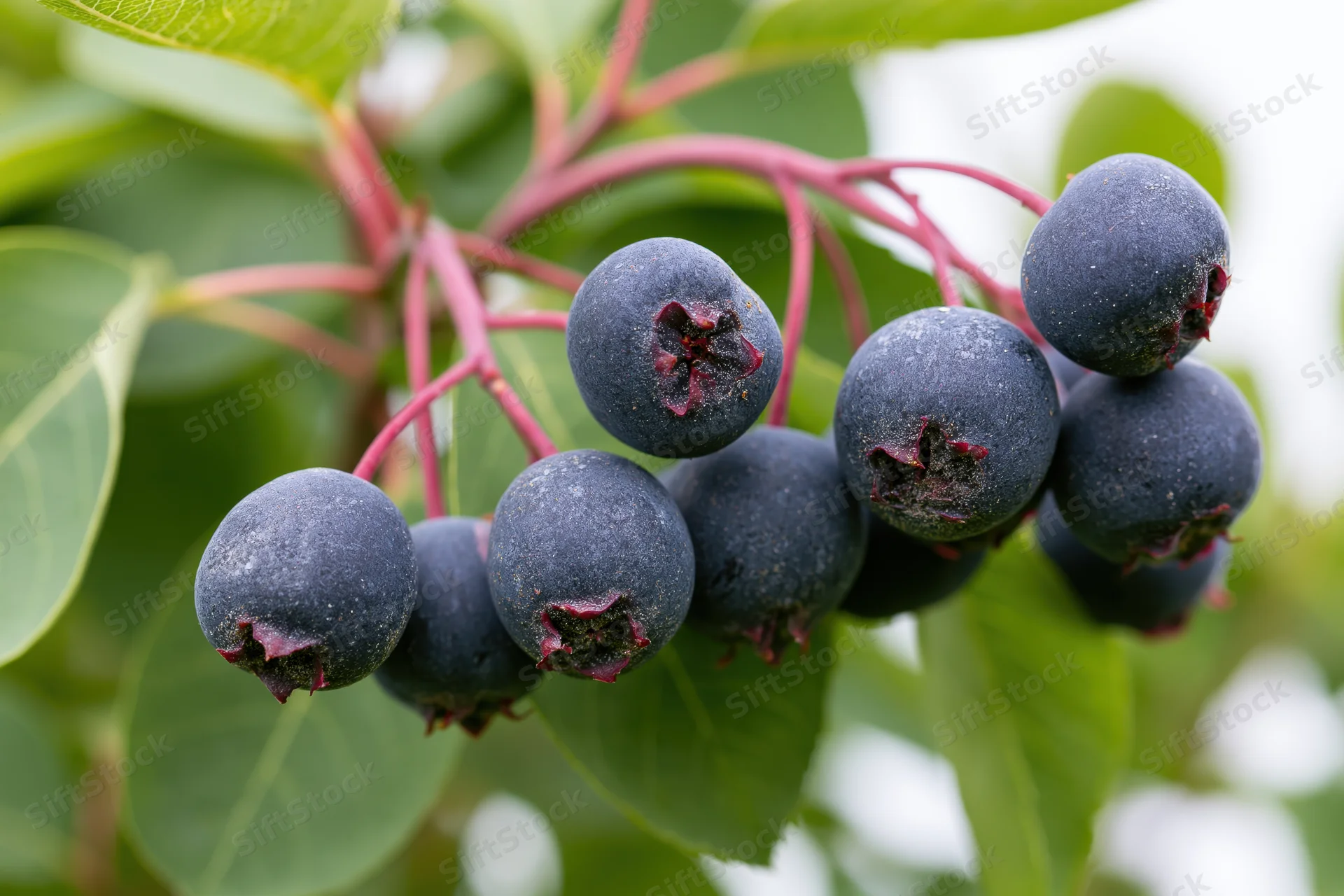 Cluster of ripe saskatoon serviceberries on a branch with green leaves and red stems in a garden setting