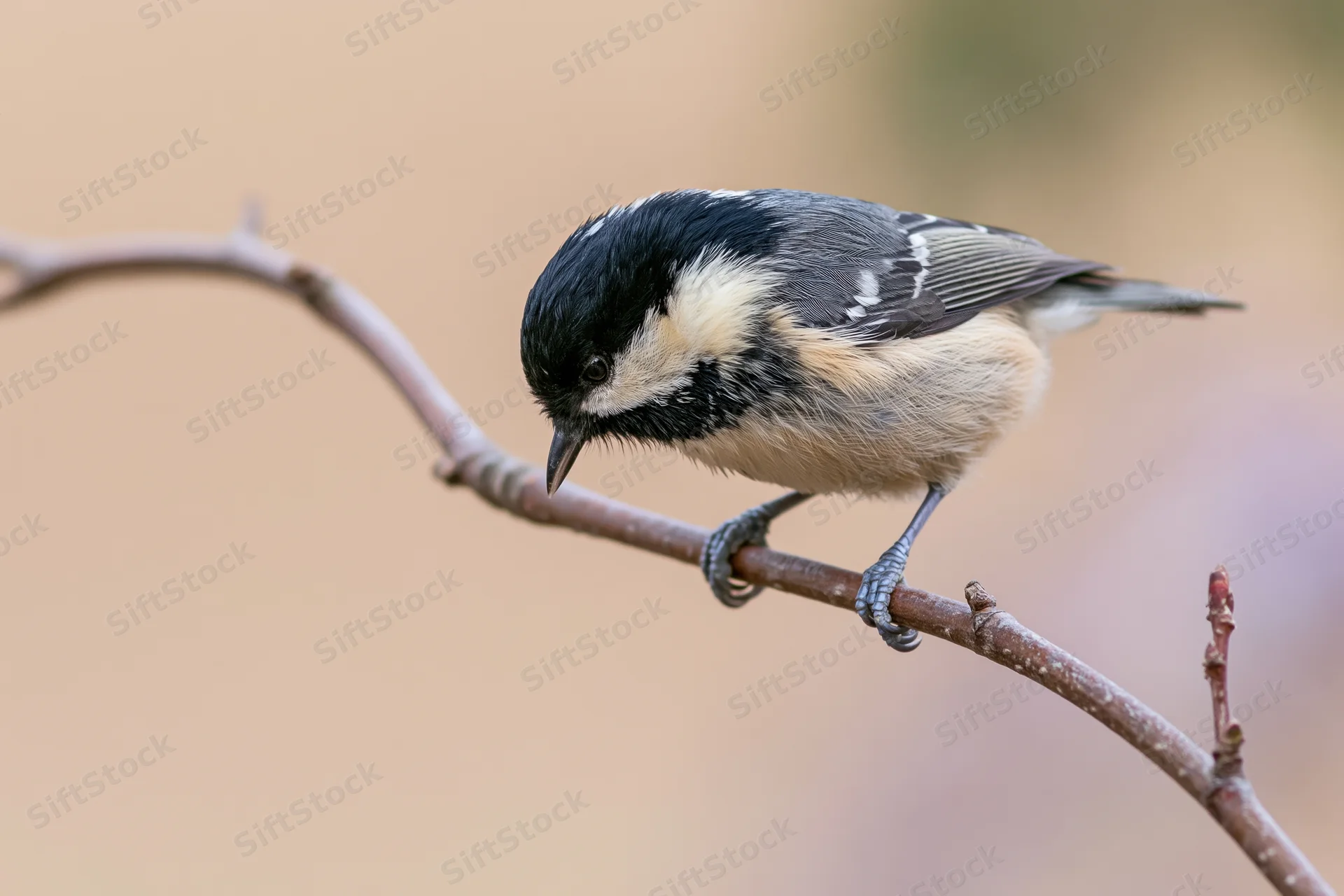 Coal tit perched on curved bare branch looking downward in natural setting