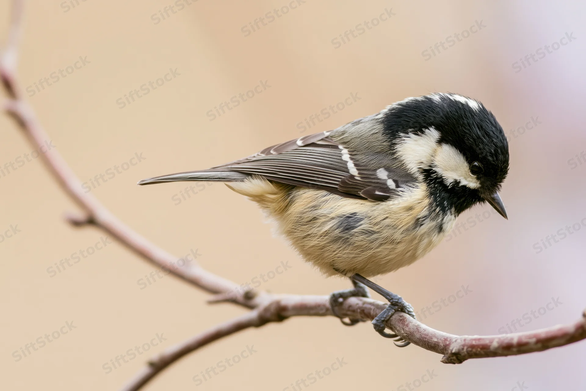 Coal tit perched on a curved bare branch looking downward in a soft-focus natural setting
