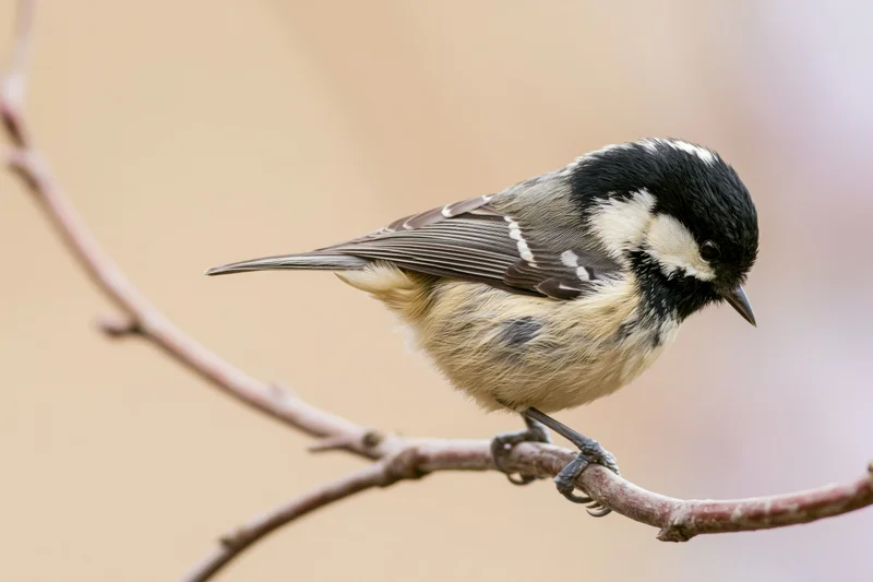 Coal tit perched on a curved bare branch looking downward in a soft-focus natural setting