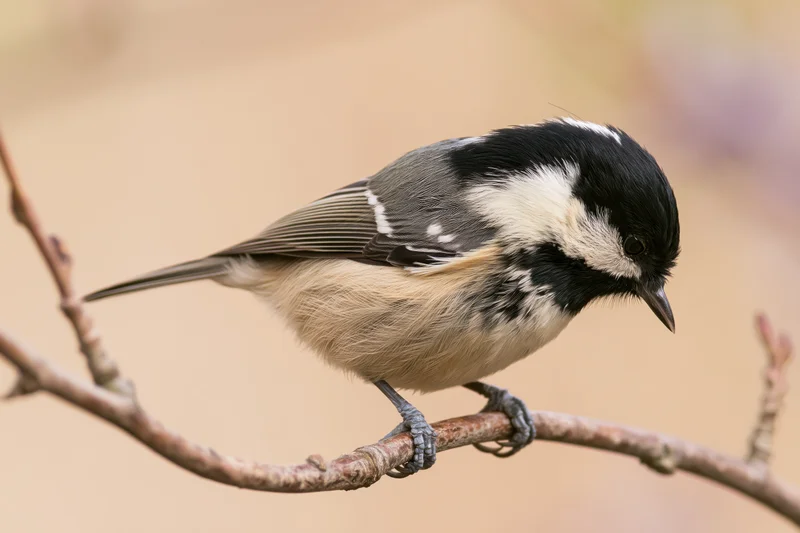 Coal tit perched on a bare branch looking downward in a natural setting