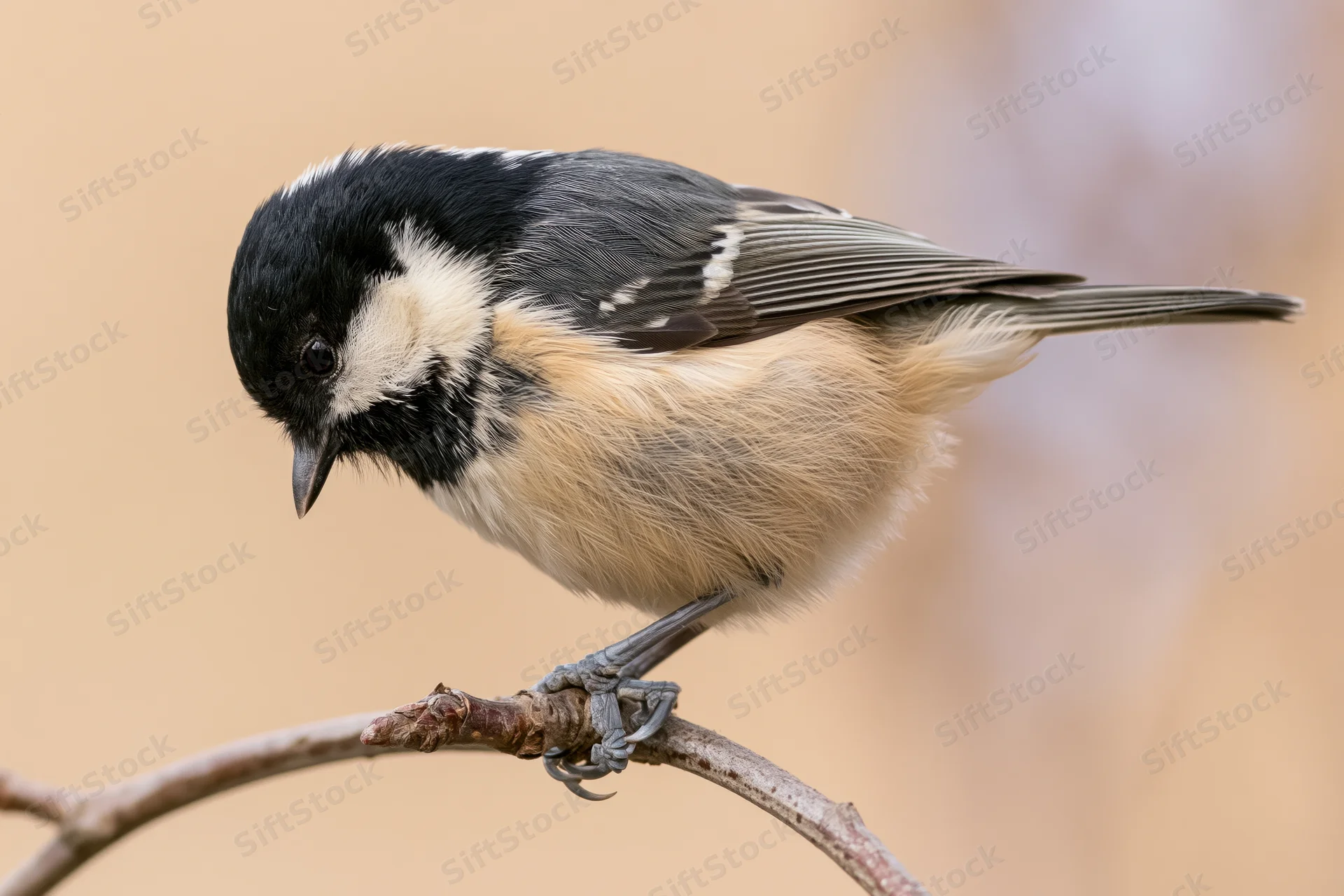 Coal tit perched on a bare branch looking downward