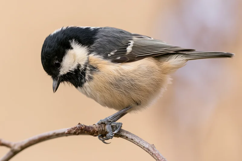 Coal tit perched on a bare branch looking downward
