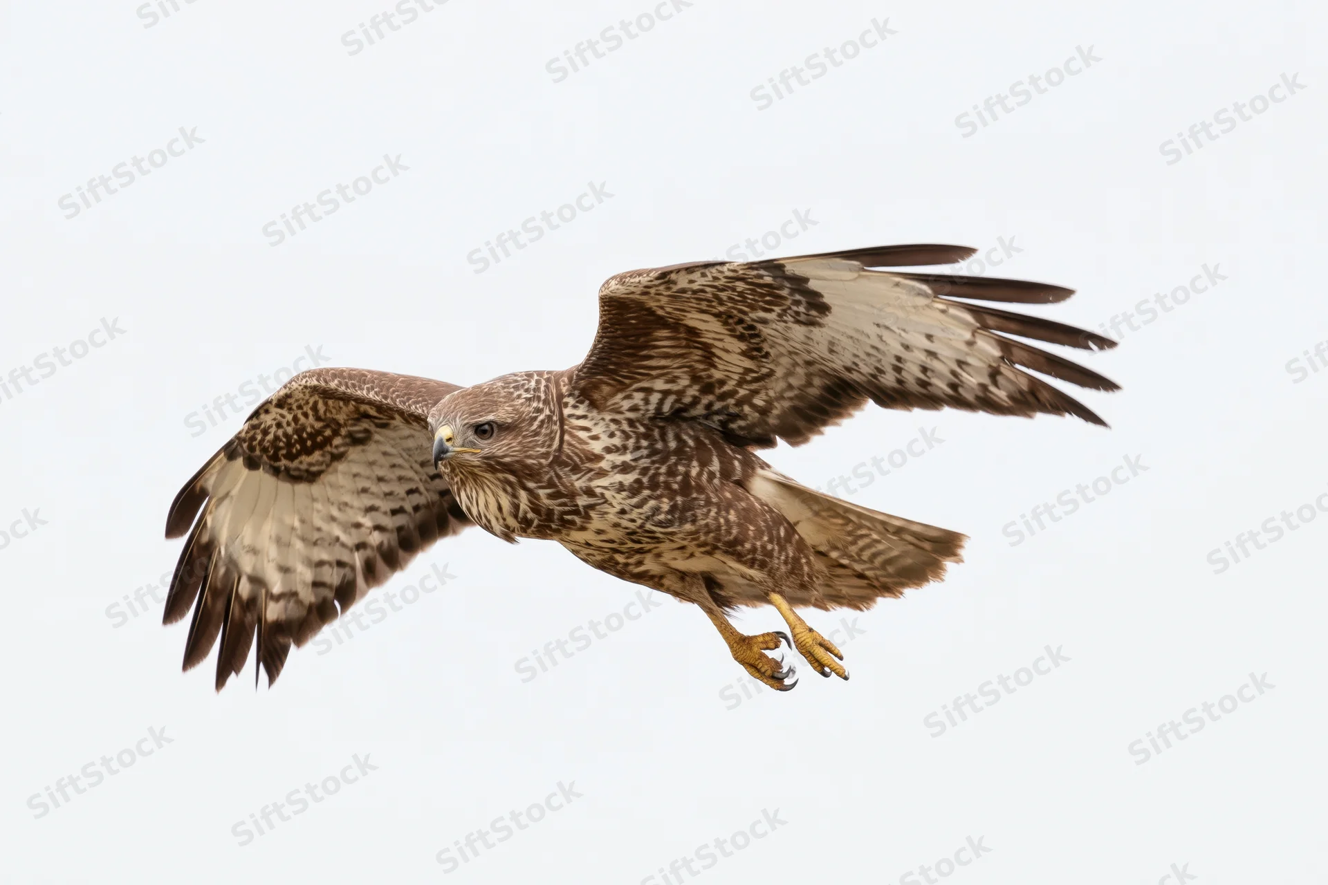 Common buzzard in mid-dive with wings fully spread against clear sky