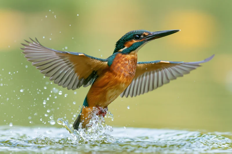 Kingfisher bursting upward from water surface with wings spread mid-flight