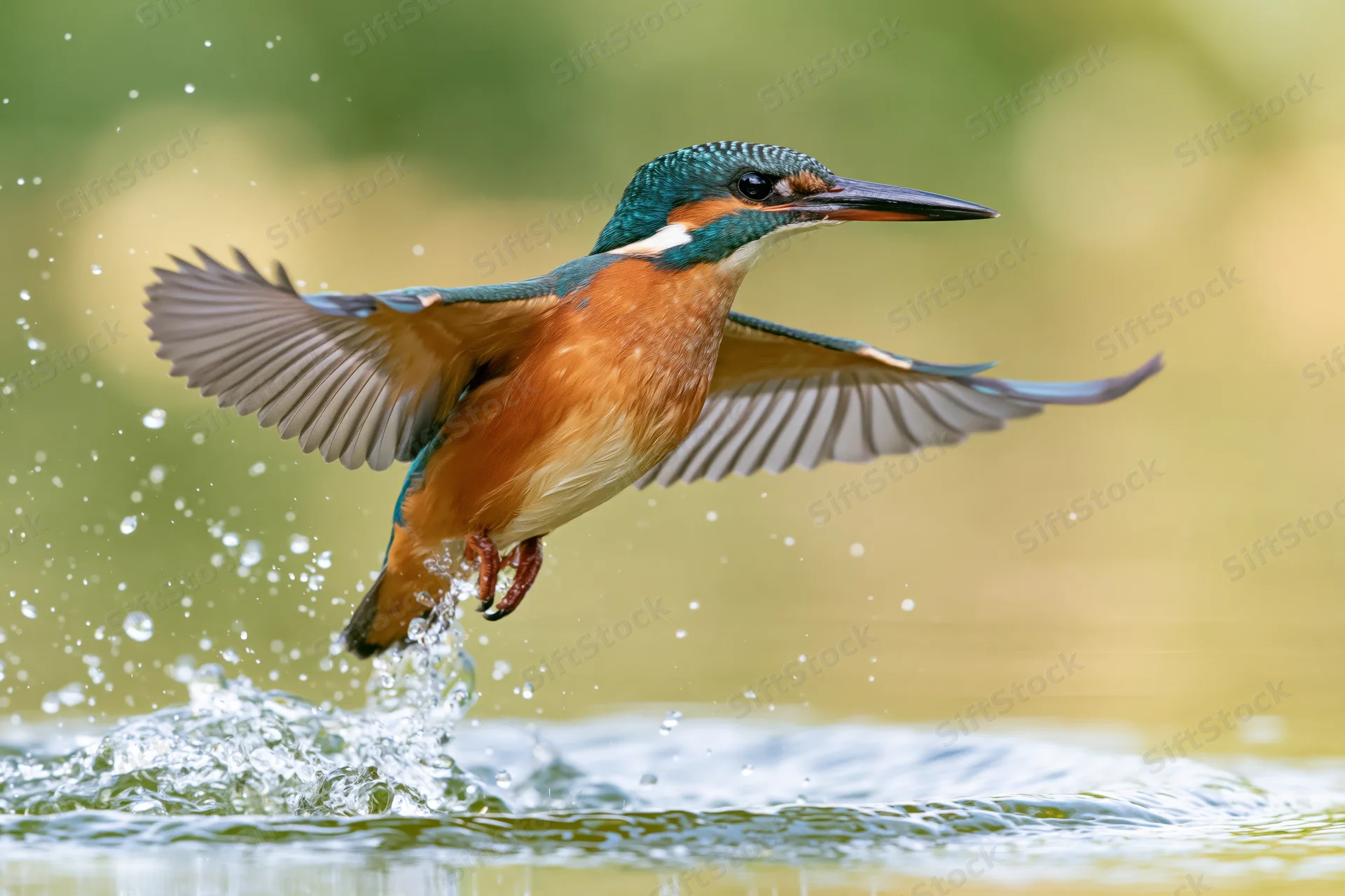 Kingfisher bursting upward from water surface with wings spread mid-flight