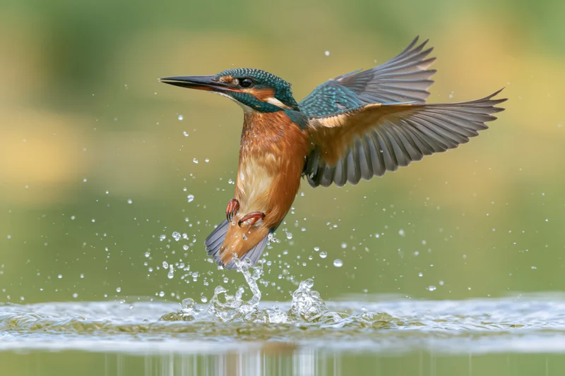 Kingfisher bursting upward from water surface with wings spread and splash around it