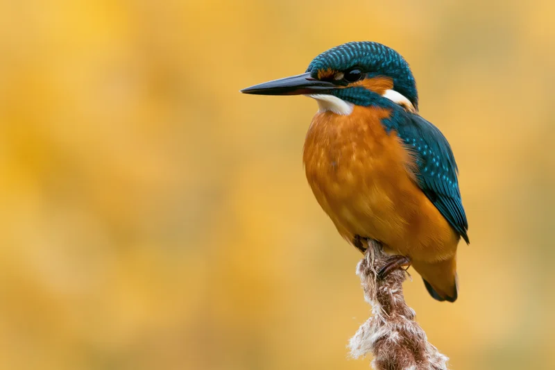 Kingfisher perched alert on a dried cattail reed in autumn setting