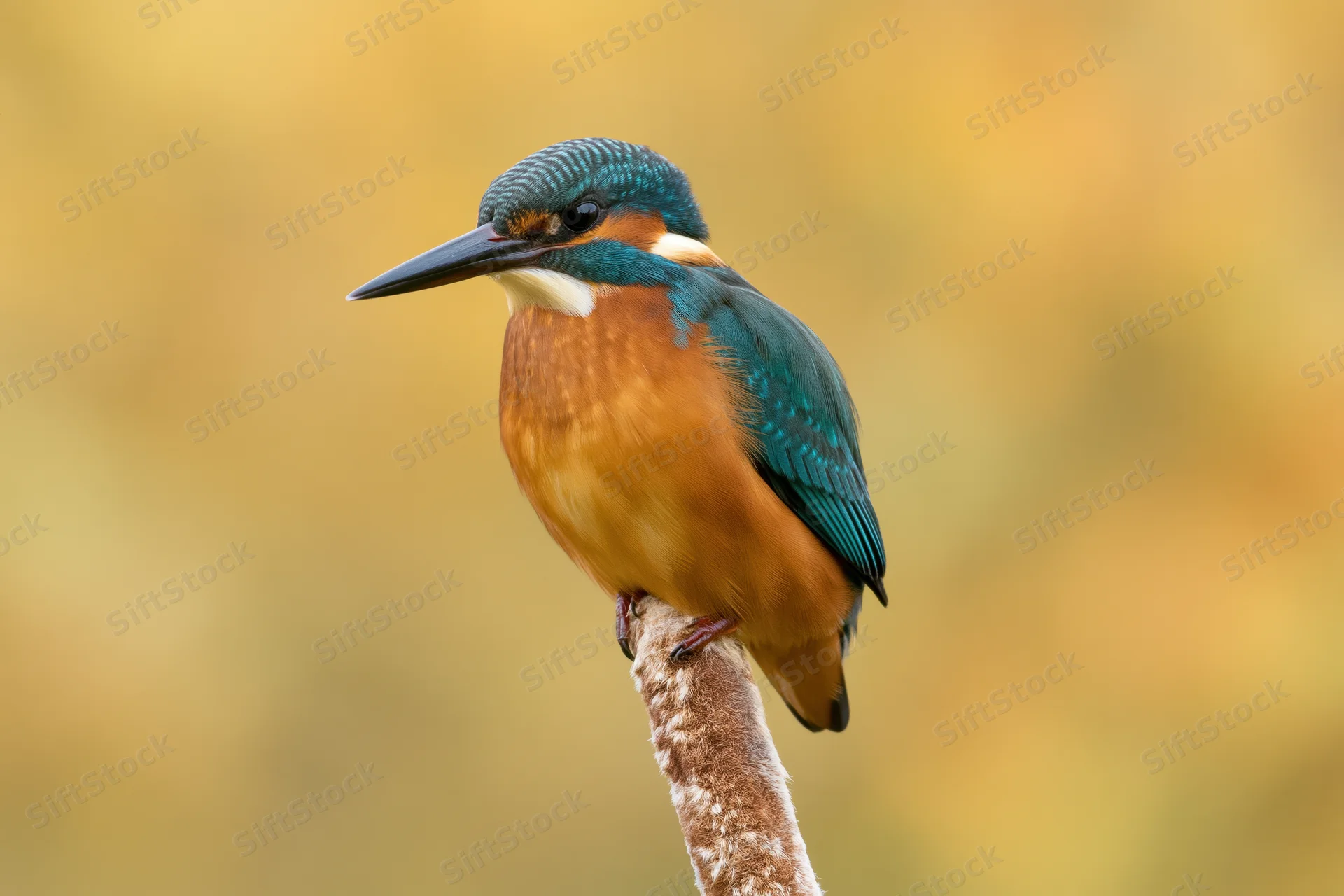 Kingfisher perched alert on a dried cattail reed in autumn foliage