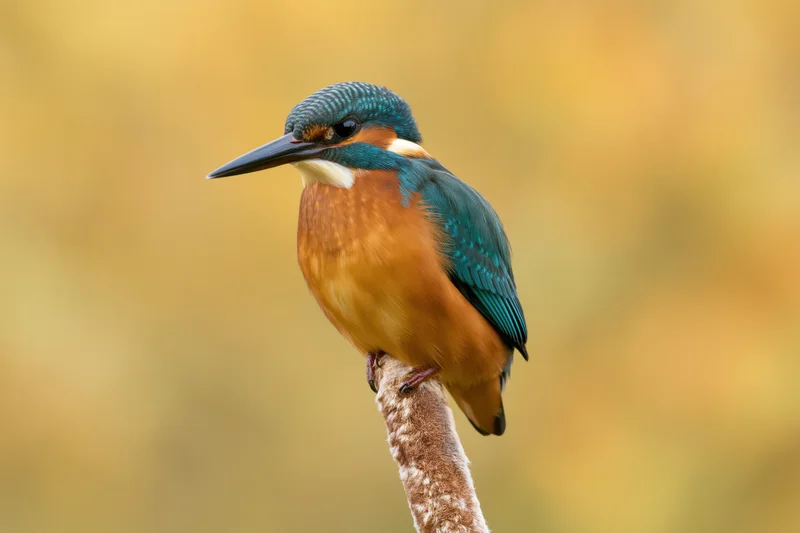 Kingfisher perched alert on a dried cattail reed in autumn foliage