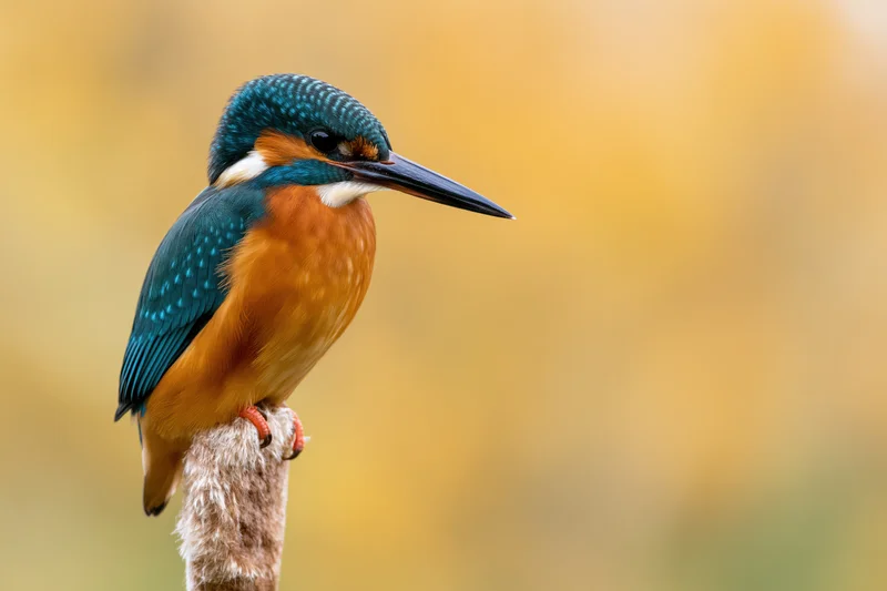 Kingfisher perched alert on a dried cattail reed in a golden autumn setting
