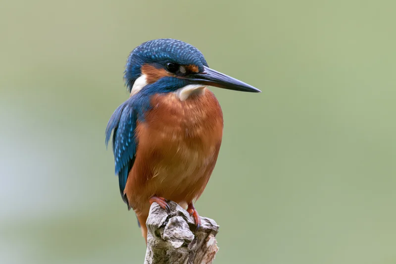 Kingfisher perched alert on a weathered broken branch
