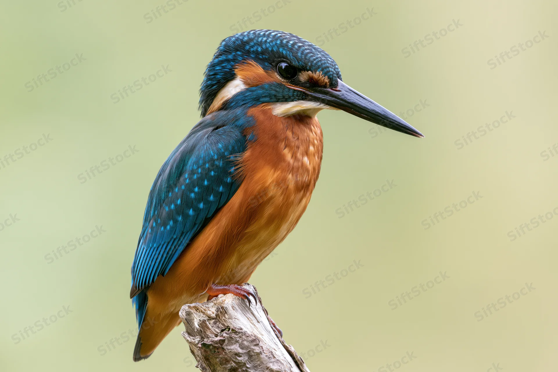 Kingfisher perched alert on a weathered broken branch