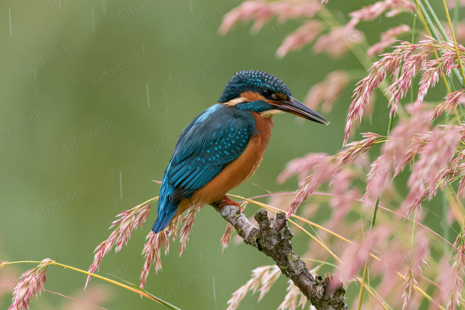 Kingfisher perched on a gnarled branch in light rain surrounded by pink reeds