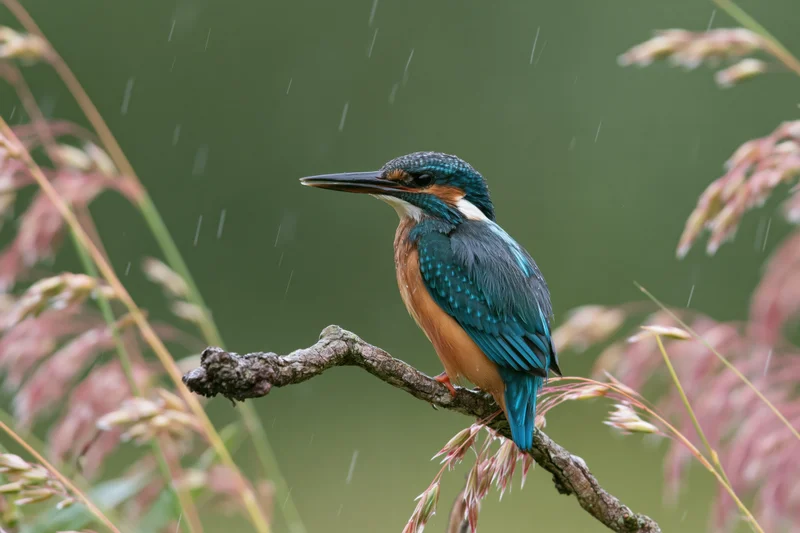 Kingfisher perched on a gnarled branch in light rain surrounded by reeds