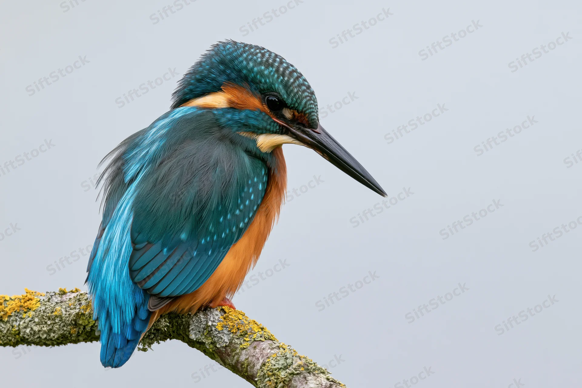 Kingfisher perched on a lichen-covered branch gazing downward