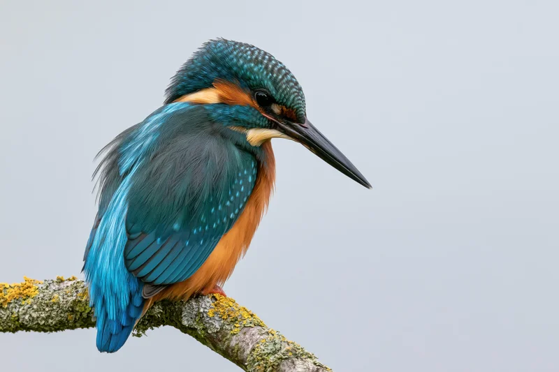 Kingfisher perched on a lichen-covered branch gazing downward