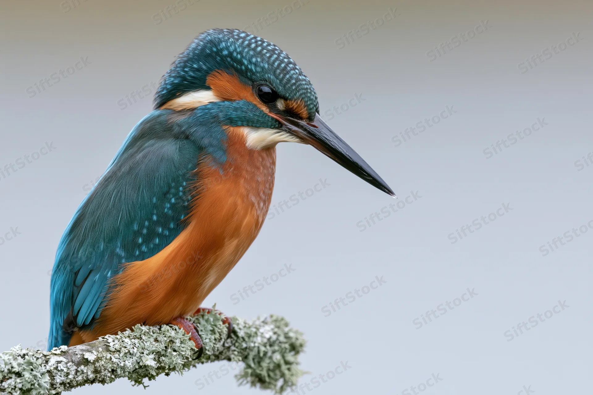 Kingfisher perched on a lichen-covered branch in profile view