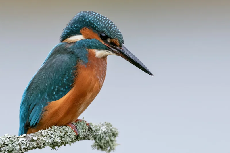 Kingfisher perched on a lichen-covered branch in profile view