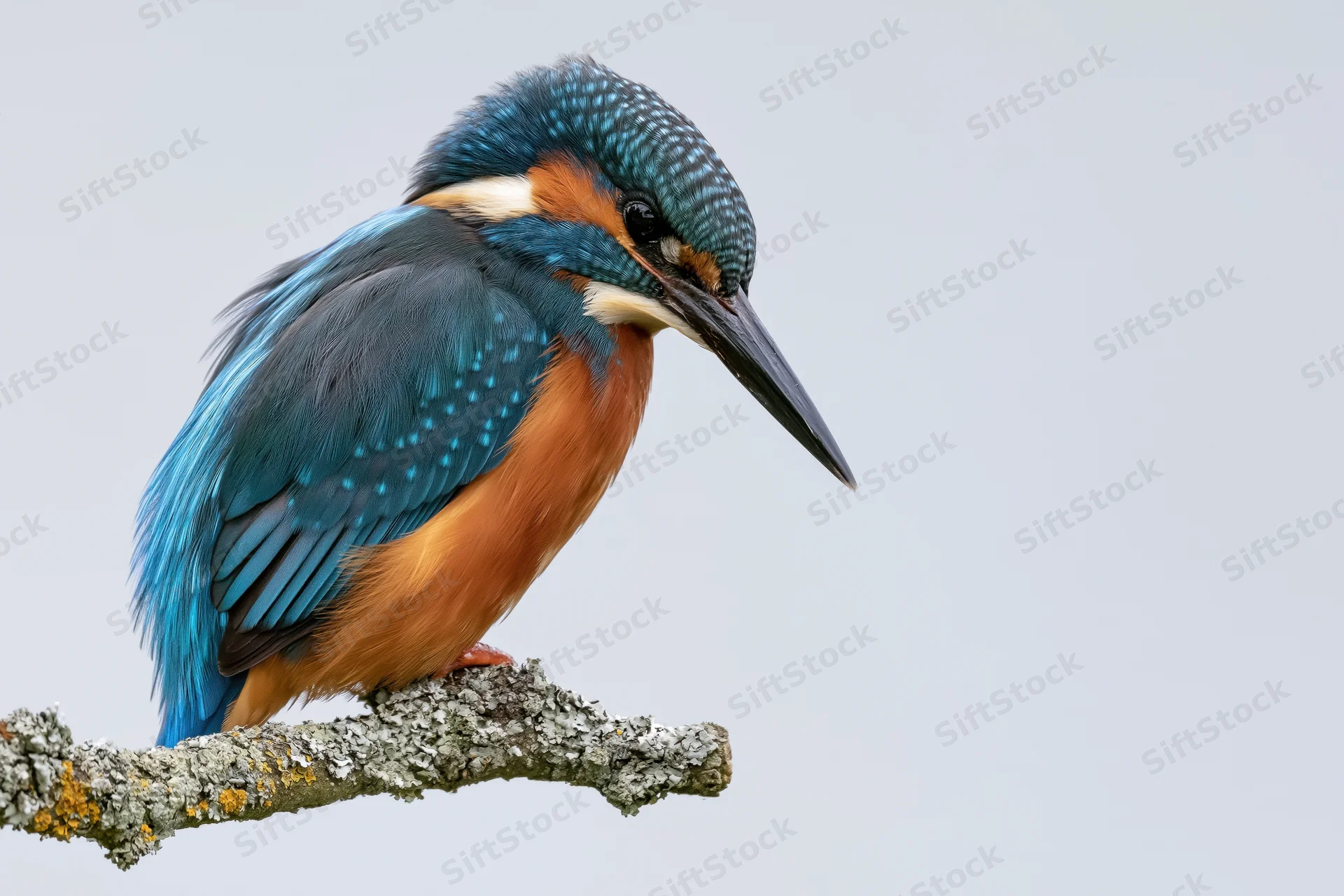 Kingfisher perched on a lichen-covered branch gazing downward