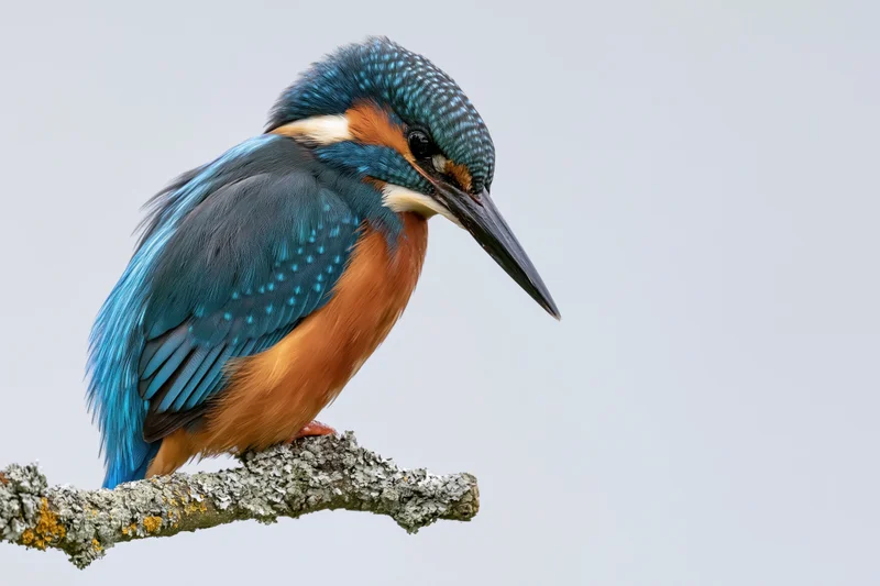Kingfisher perched on a lichen-covered branch gazing downward