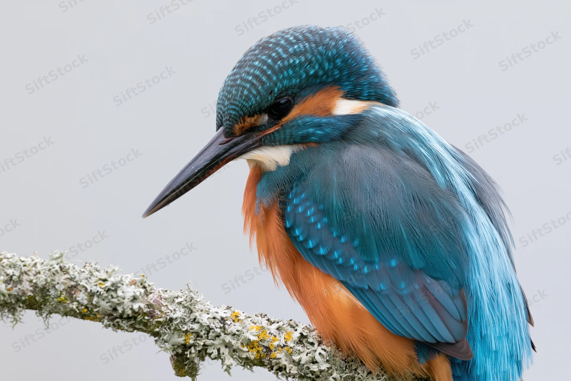 Kingfisher perched on a lichen-covered branch in profile view