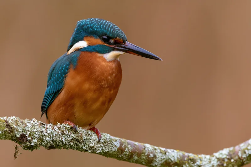 Kingfisher perched on a lichen-covered branch in a natural setting