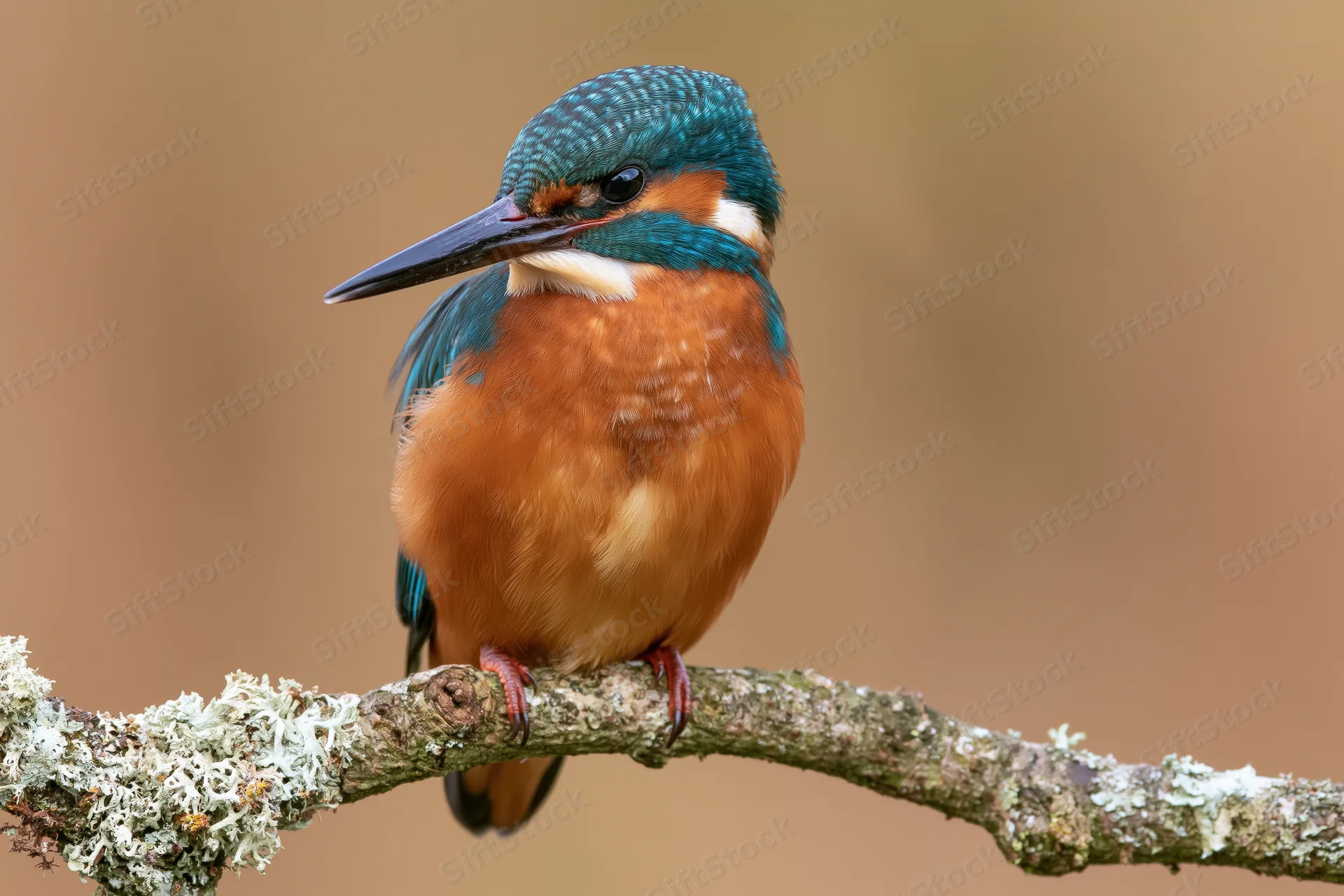 Kingfisher perched on a lichen-covered branch in a natural setting