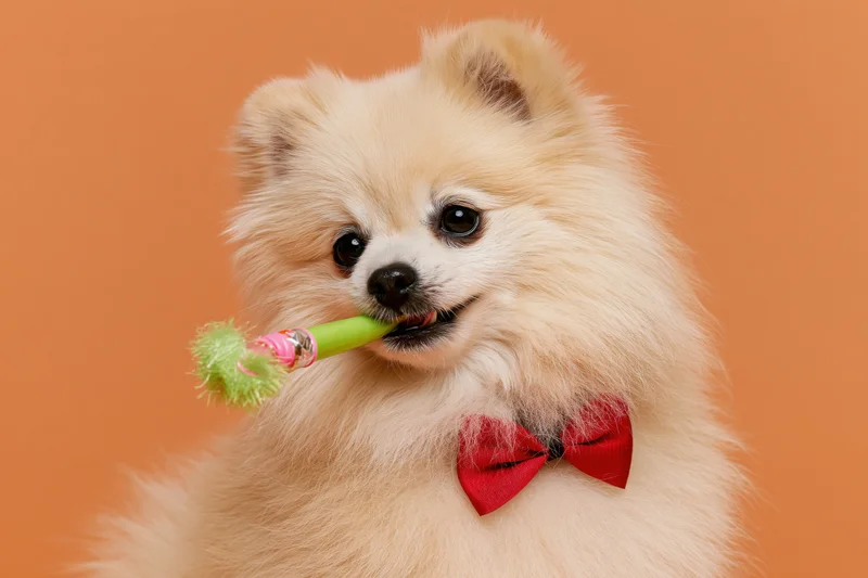 Cream pomeranian dog holding green and pink party blower with red bowtie against orange background