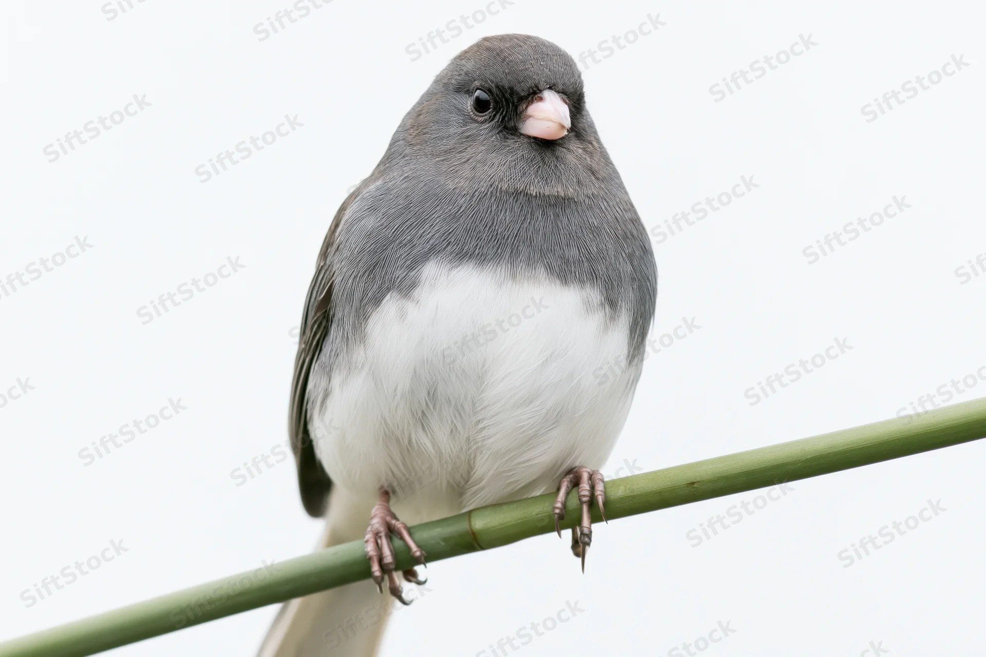 Dark-eyed junco perched upright on a thin green branch against white background