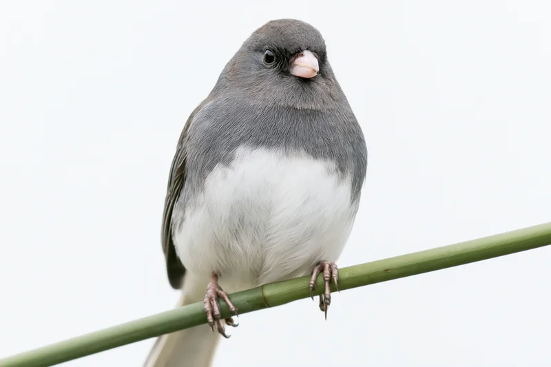 Dark-eyed junco perched upright on a thin green branch against white background