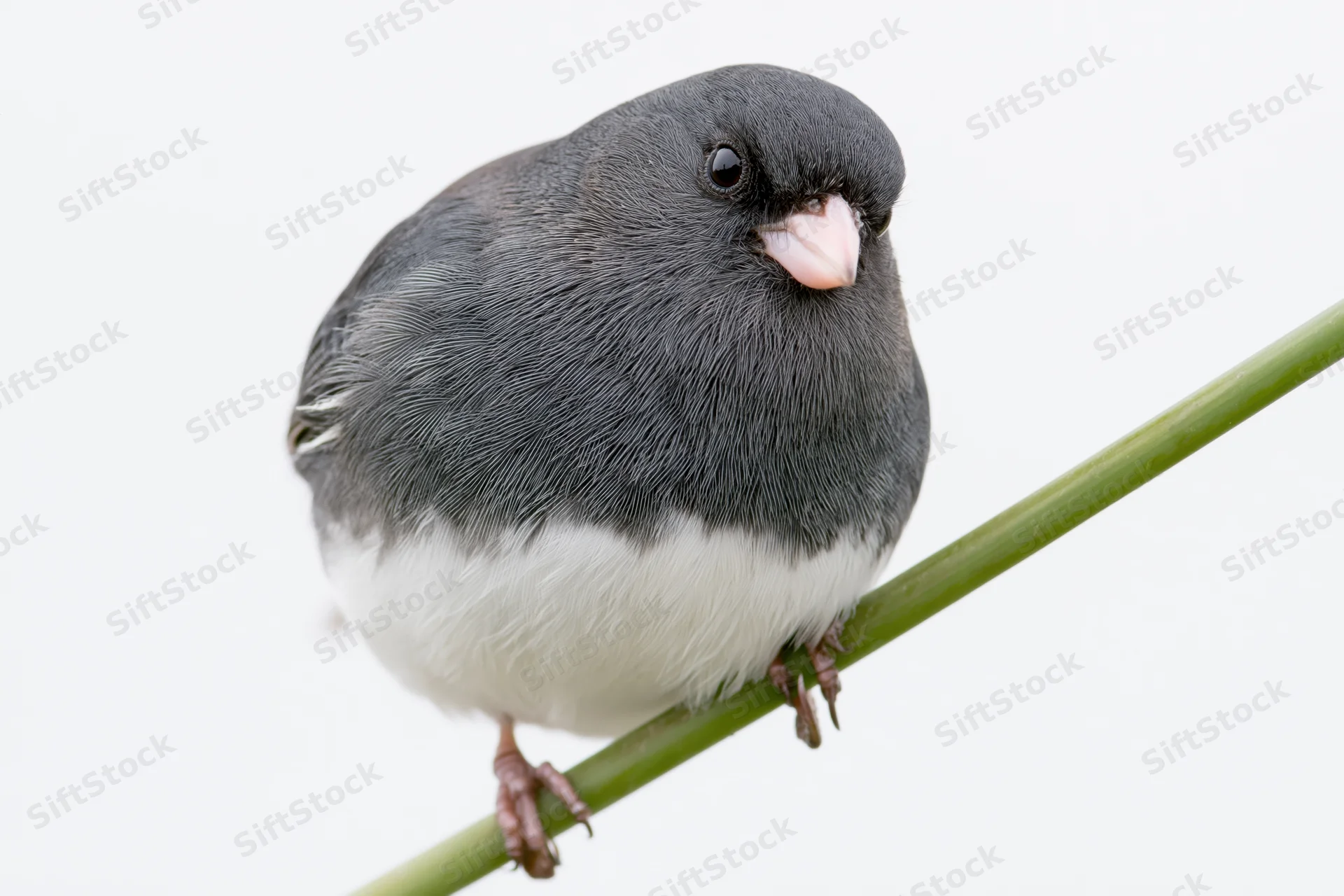 Dark-eyed junco perched on a thin green branch against white background