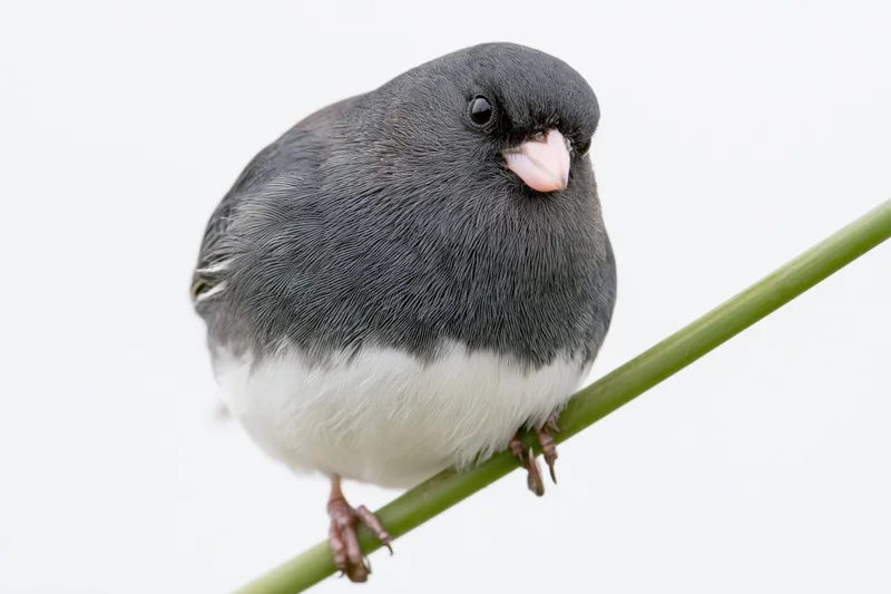 Dark-eyed junco perched on a thin green branch against white background