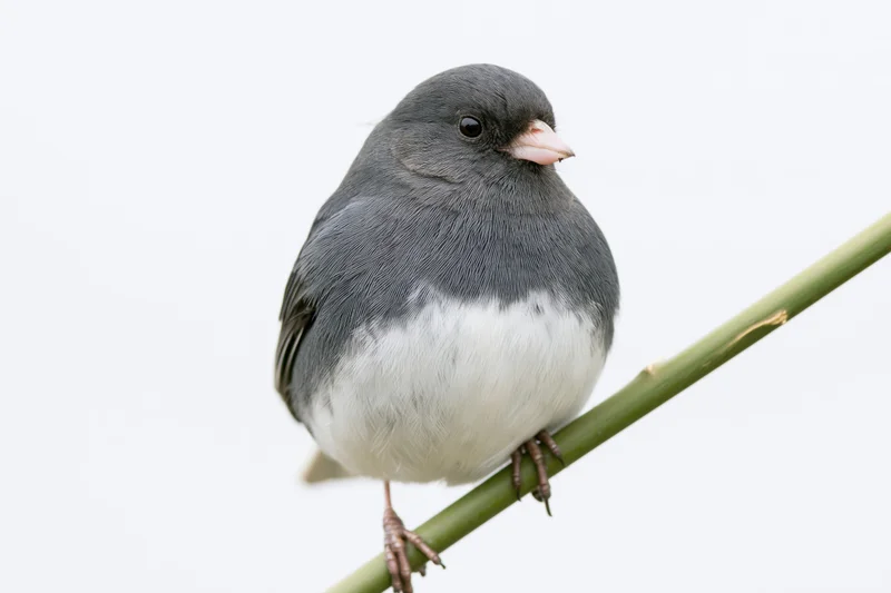 Dark-eyed junco perched upright on a thin green branch against white background