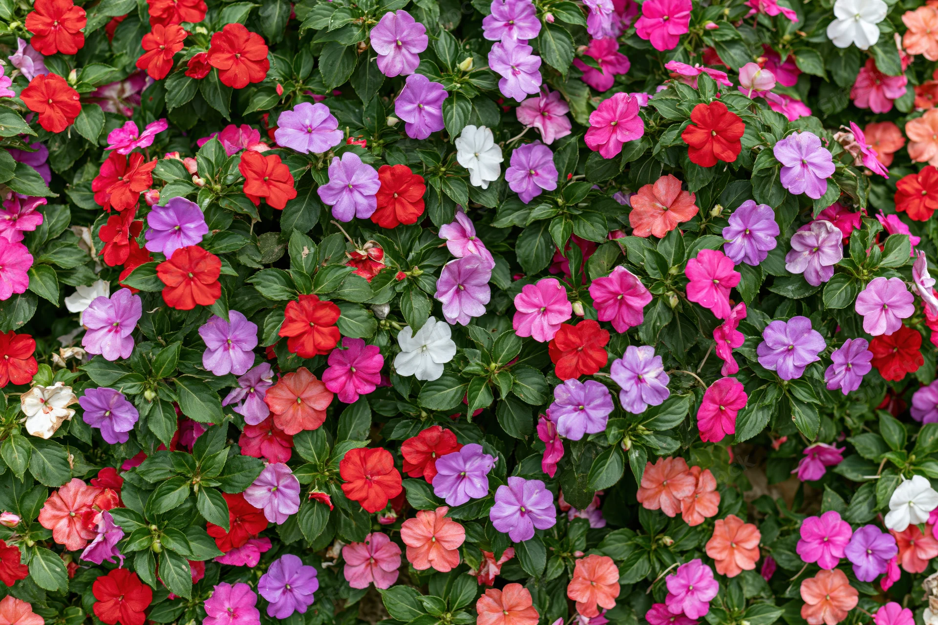 Dense garden bed of impatiens flowers in full bloom covering the frame with red, pink, purple, and white blossoms among green foliage
