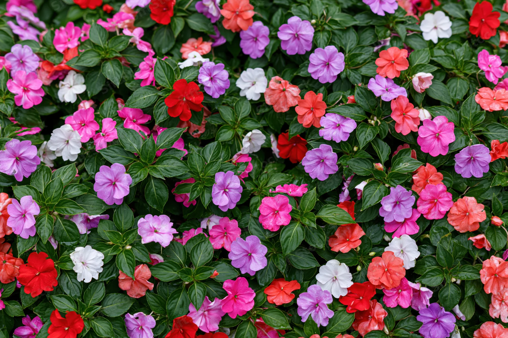 Dense garden bed of impatiens flowers in full bloom covering the frame with vibrant pink, red, purple, and white blossoms among lush green foliage