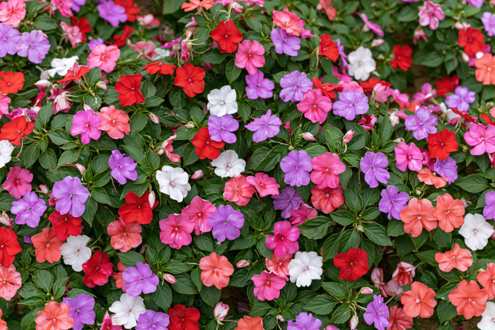 Dense garden bed of impatiens flowers in full bloom covering the frame with vibrant pink, red, purple, white, and orange blooms among green foliage