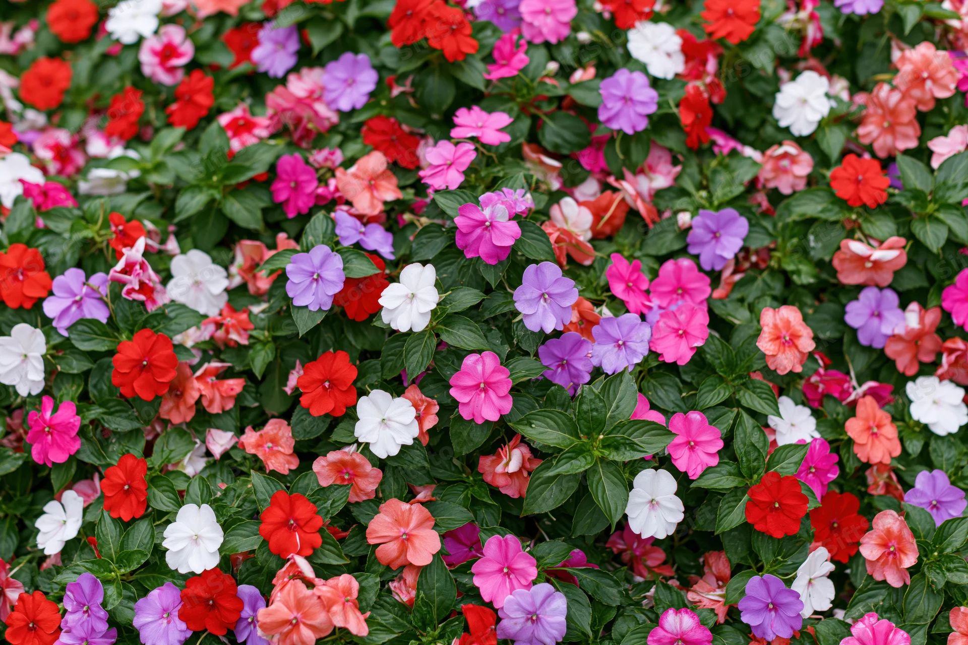 Dense garden bed of impatiens flowers in full bloom covering the frame with red, pink, purple, white, and orange blooms among green foliage