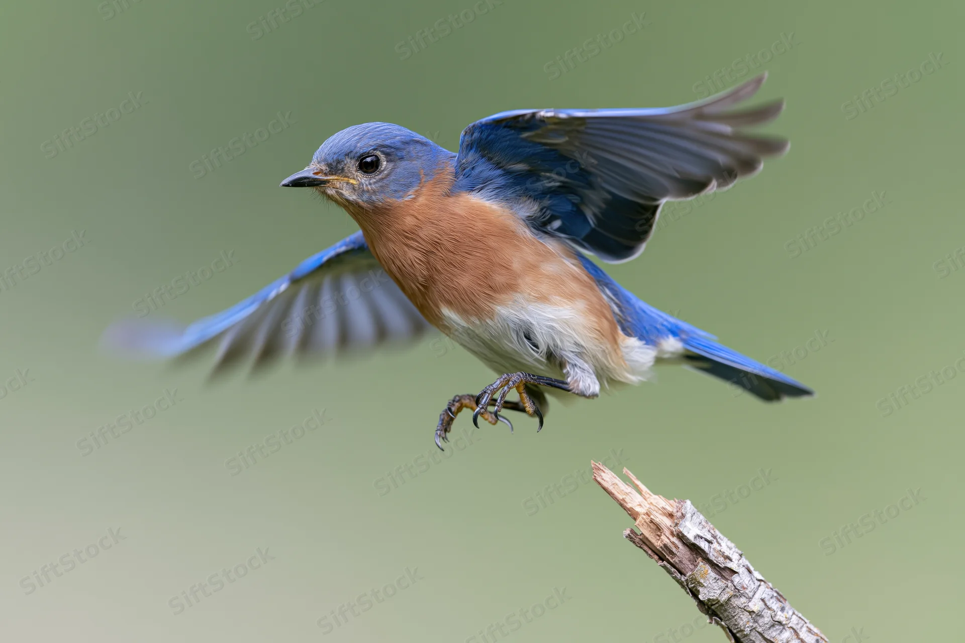 Eastern bluebird launching into flight from a broken branch tip