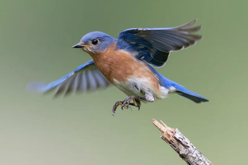 Eastern bluebird launching into flight from a broken branch tip