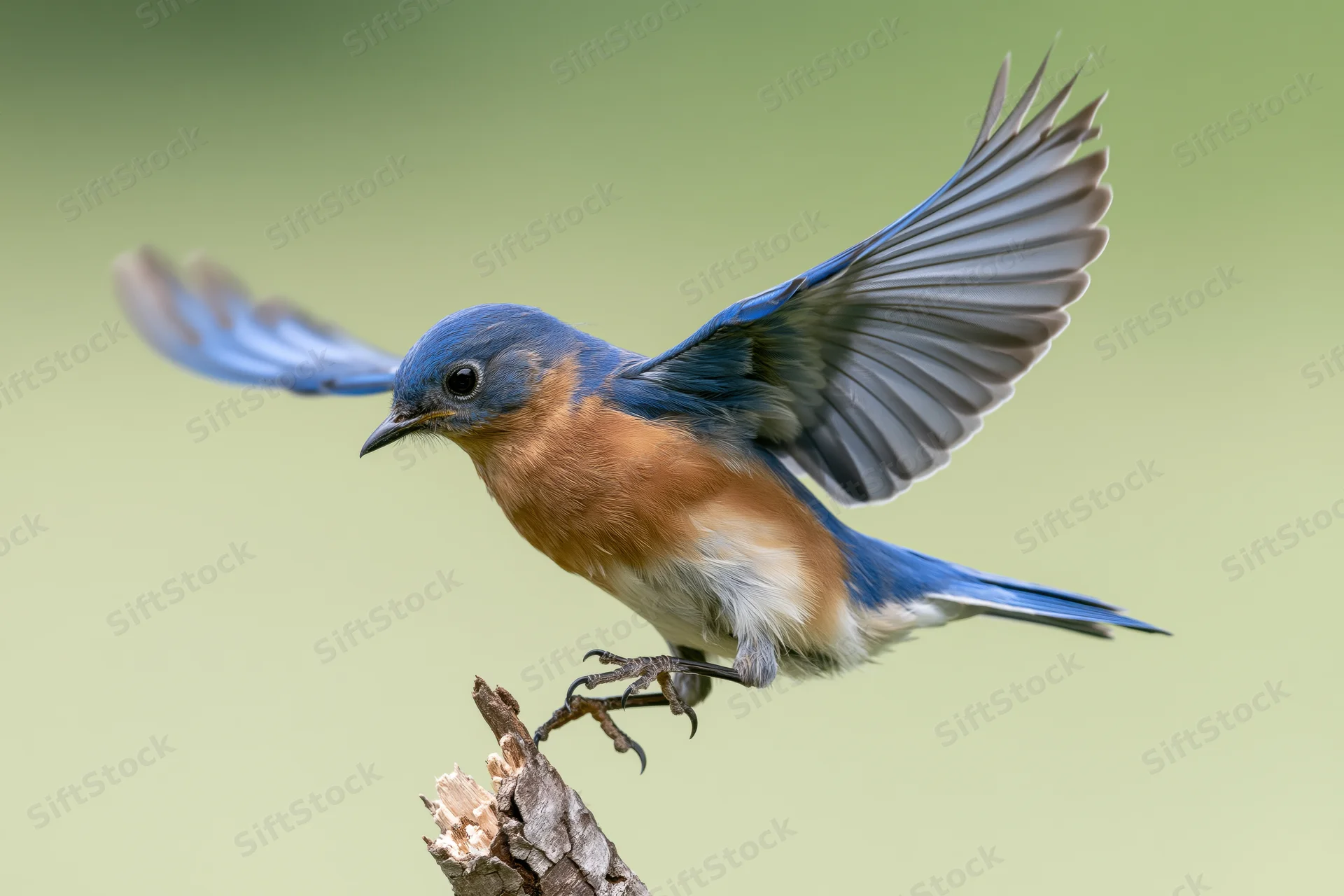 Eastern bluebird launching off a broken branch tip with wings spread