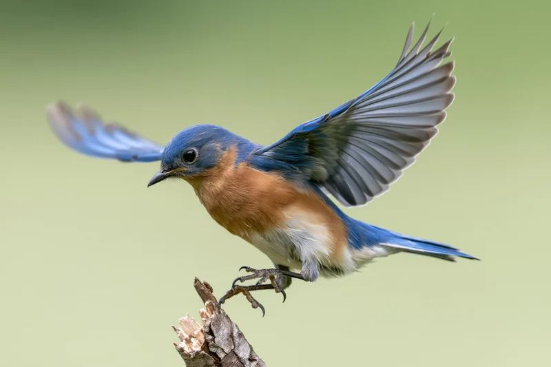 Eastern bluebird launching off a broken branch tip with wings spread