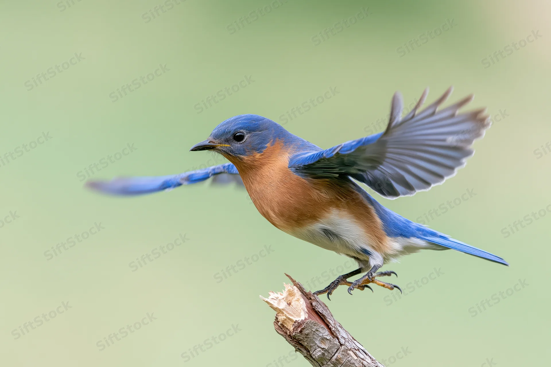 Eastern bluebird launching into flight from a broken branch tip